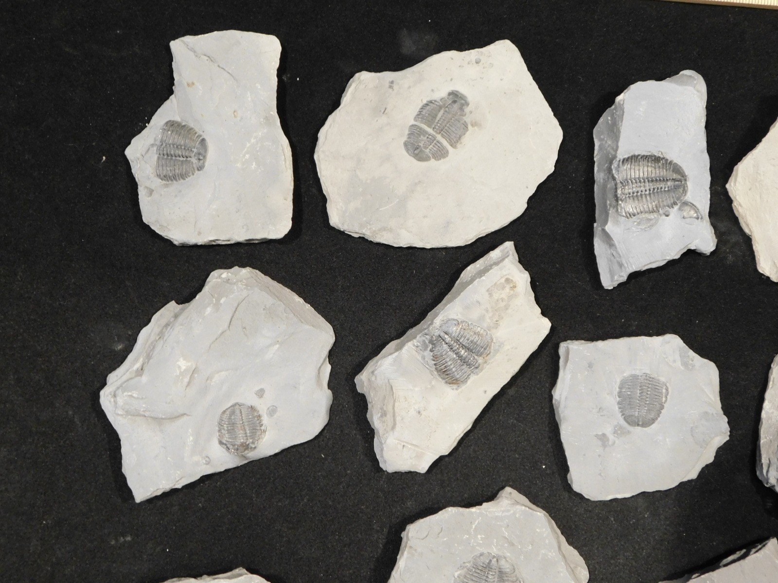 GIANT Lot of FORTY 100% Natural Elrathia TRILOBITE Fossils in Matrix Utah 2300gr