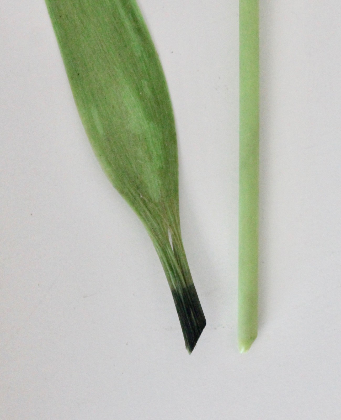 Antique 1920s BIMINI Art Deco Germany Satin Glass Red Tulip and Glass Leaf