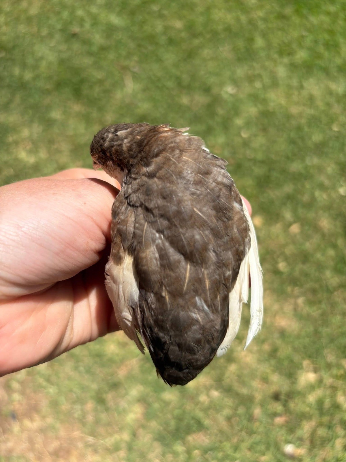 12 Exotic Button Quail Hatching Eggs Chinese Painted SPECIAL RARE ~ TPB Farms 🦚