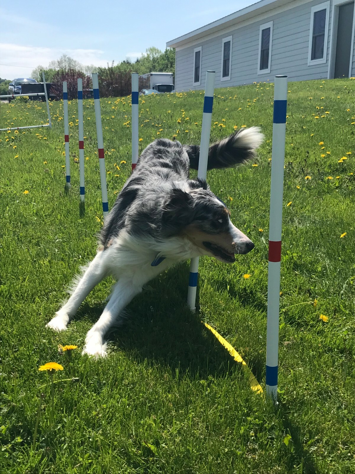 Dog Agility Equipment | Complete Beginner Package | 3 Obstacles