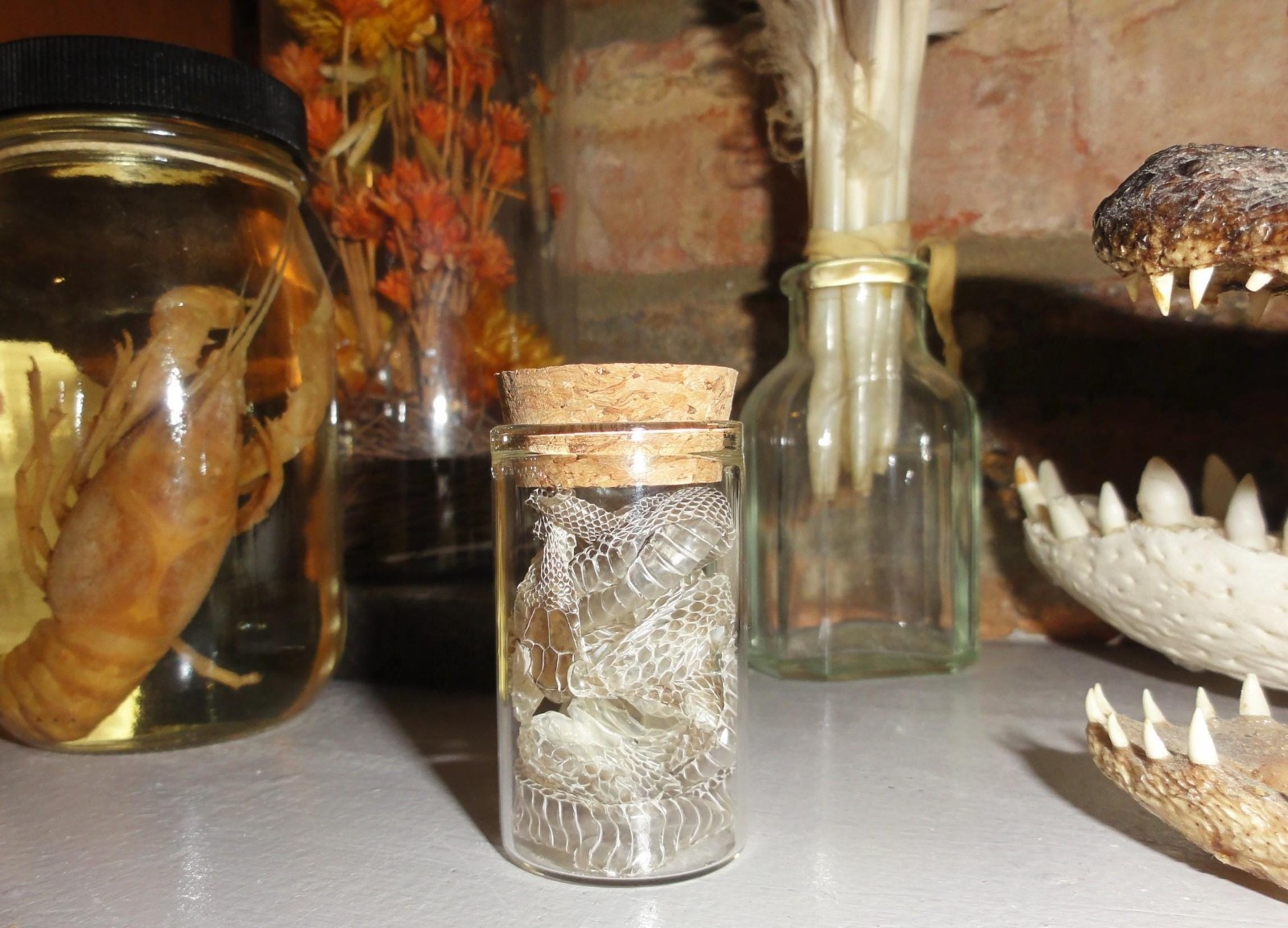 Snake Skin Small Oddity Jar curiosity glass vial reptile goth nature art