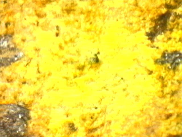 Gold and Platinum Mineral Specimen/ Black Hills South Dakota