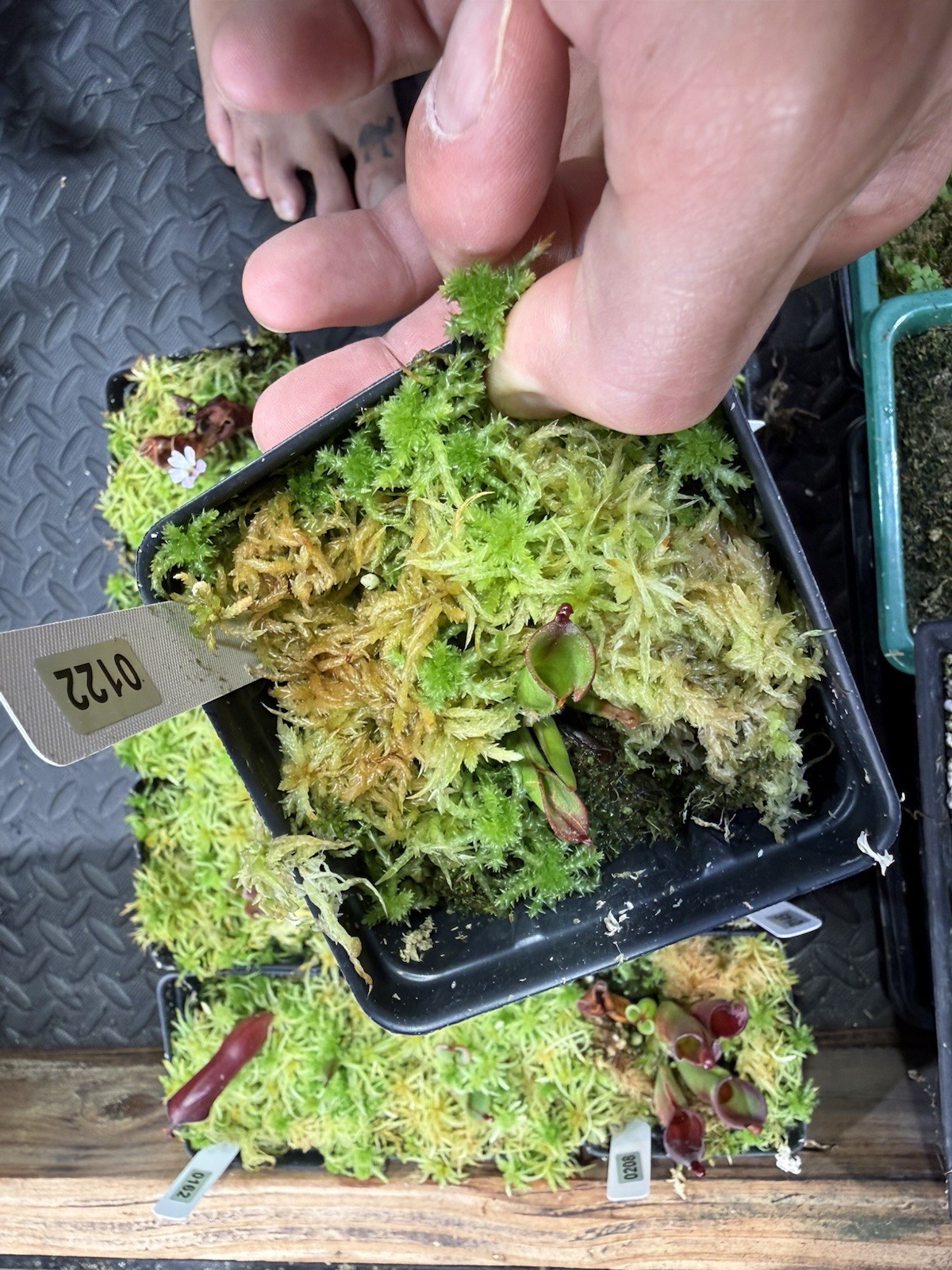 Heliamphora Minor X Cherry Top