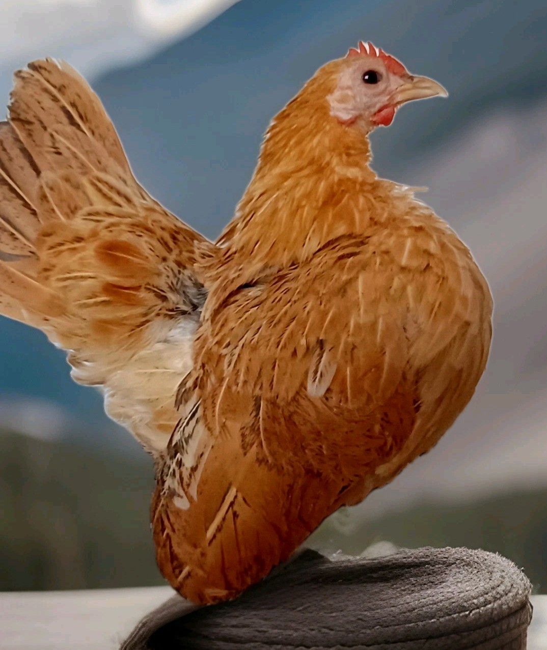 12+Ex NPIP AI CLEAN Pure Serama Micro To B Hatching Eggs MALAYSIAN & TRADITIONAL