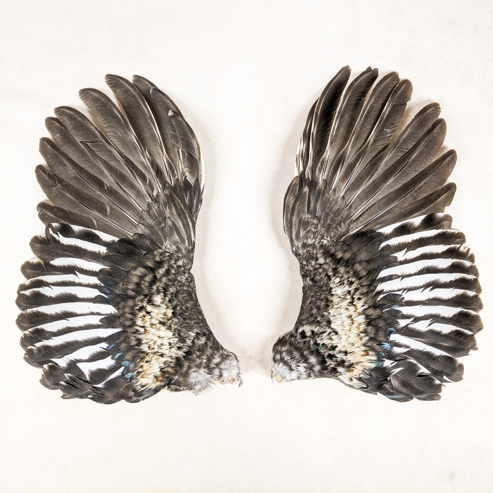 11" Chicken Wings Rooster Taxidermy Oddities curiosities Craft Bird Feather gift