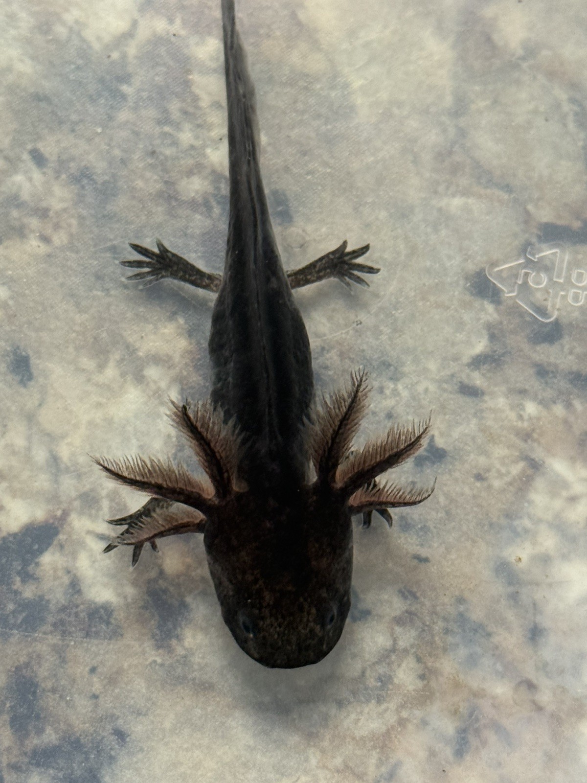 Melanoid axolotls 4 inches