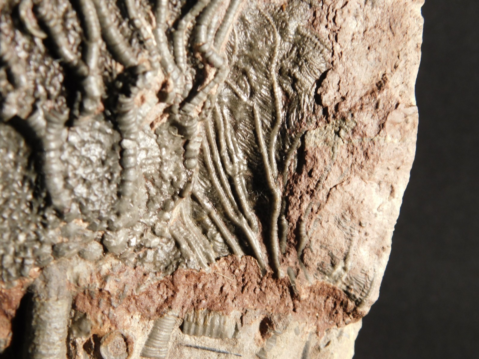 Nice! 430 Million Year Old! CRINOID Fossil or Sea LILY Fossil Morocco 838gr