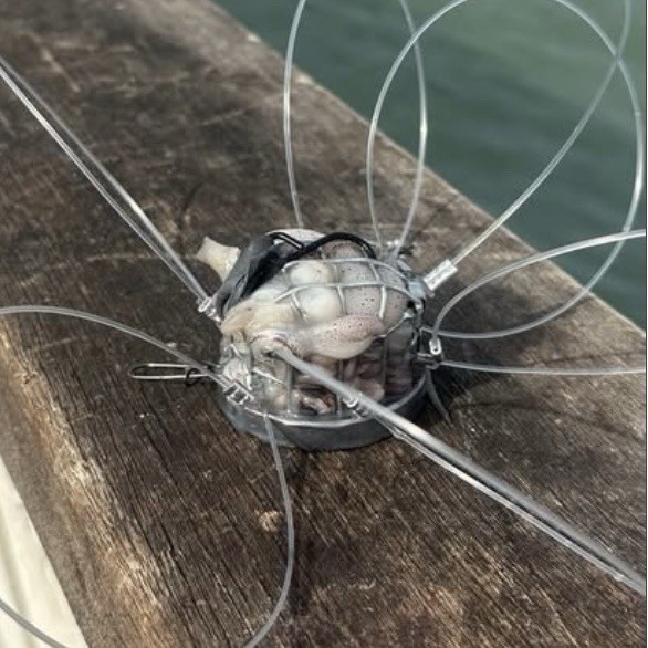 Basic Round Crab Snare 10oz