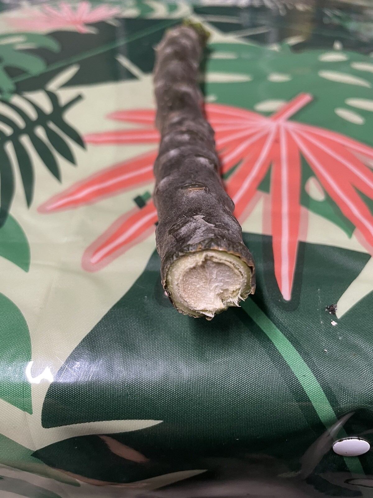 Pink Plumeria Cutting Single Head 10inch Fresh Starter x1