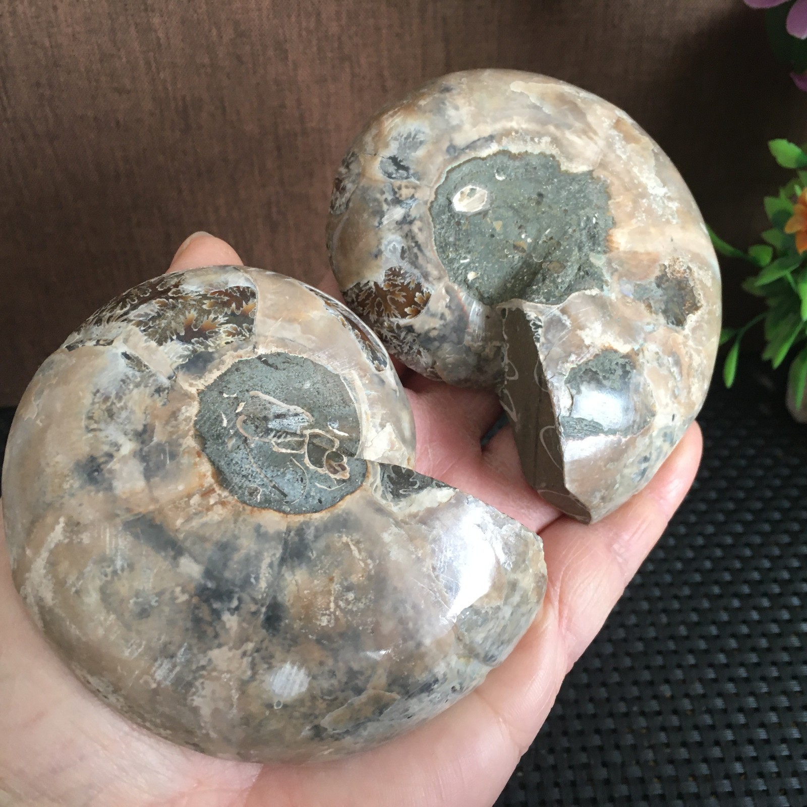 315g polishing 1 pair of Split natural Ammonite Specimen fb1030