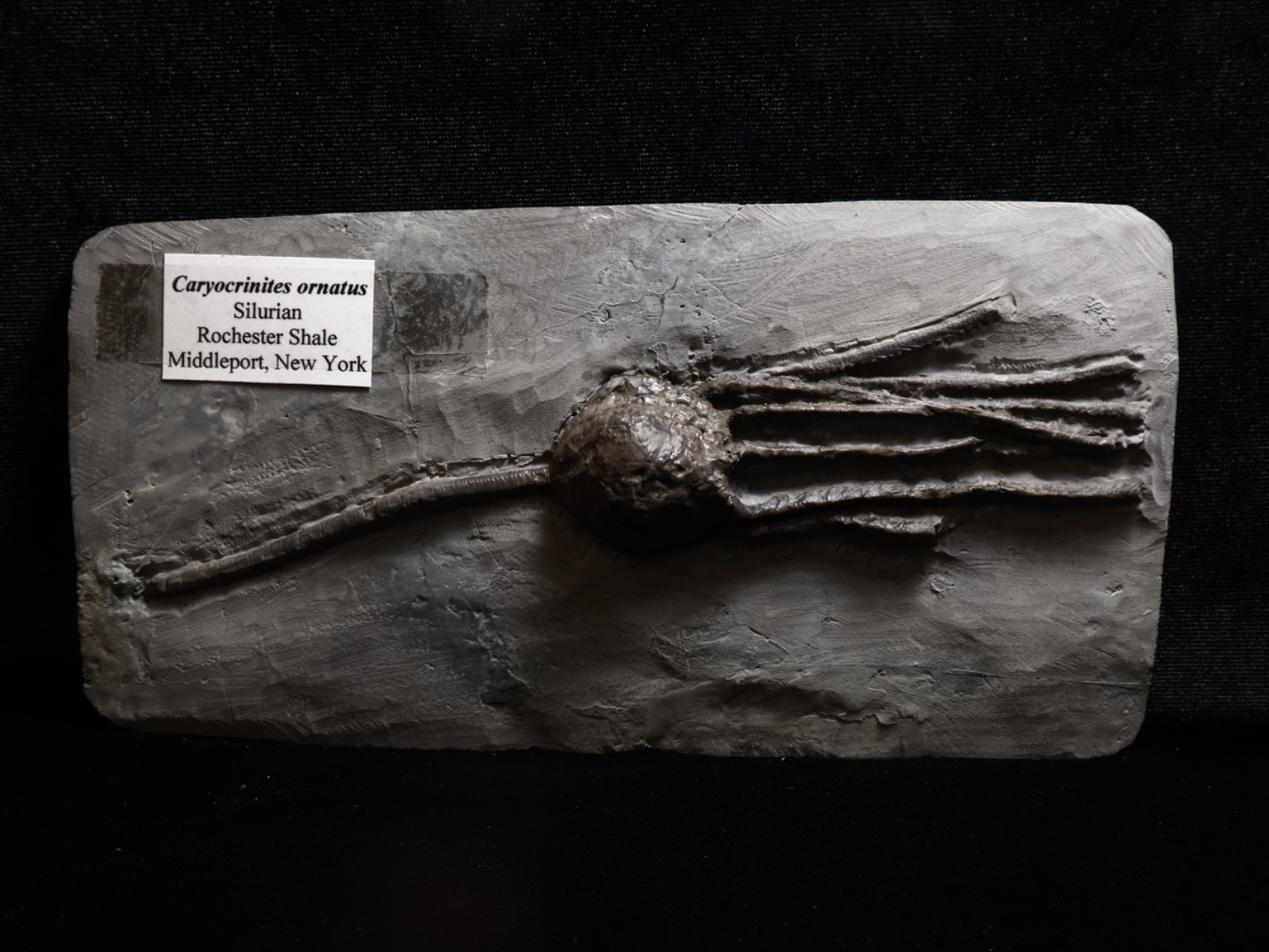 Stately Caryocrinites ornatus Fossil, Crinoid Relation, Middleport, New York