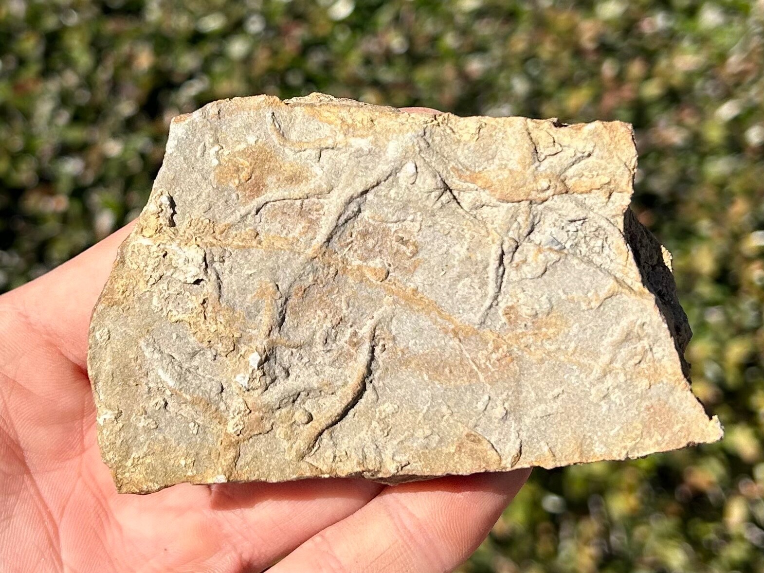 France Fossil Starfish in Matrix Asterie lumbricalis Triassic Age Echinoderm