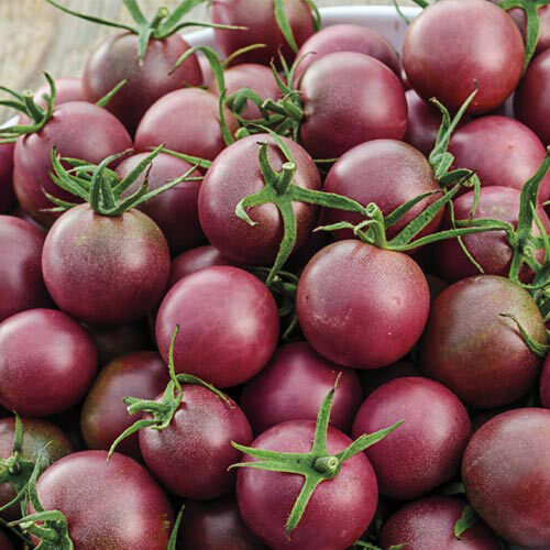 Black Cherry Tomato Seeds | Heirloom / Non-GMO | Free Shipping | Seed Store 1028