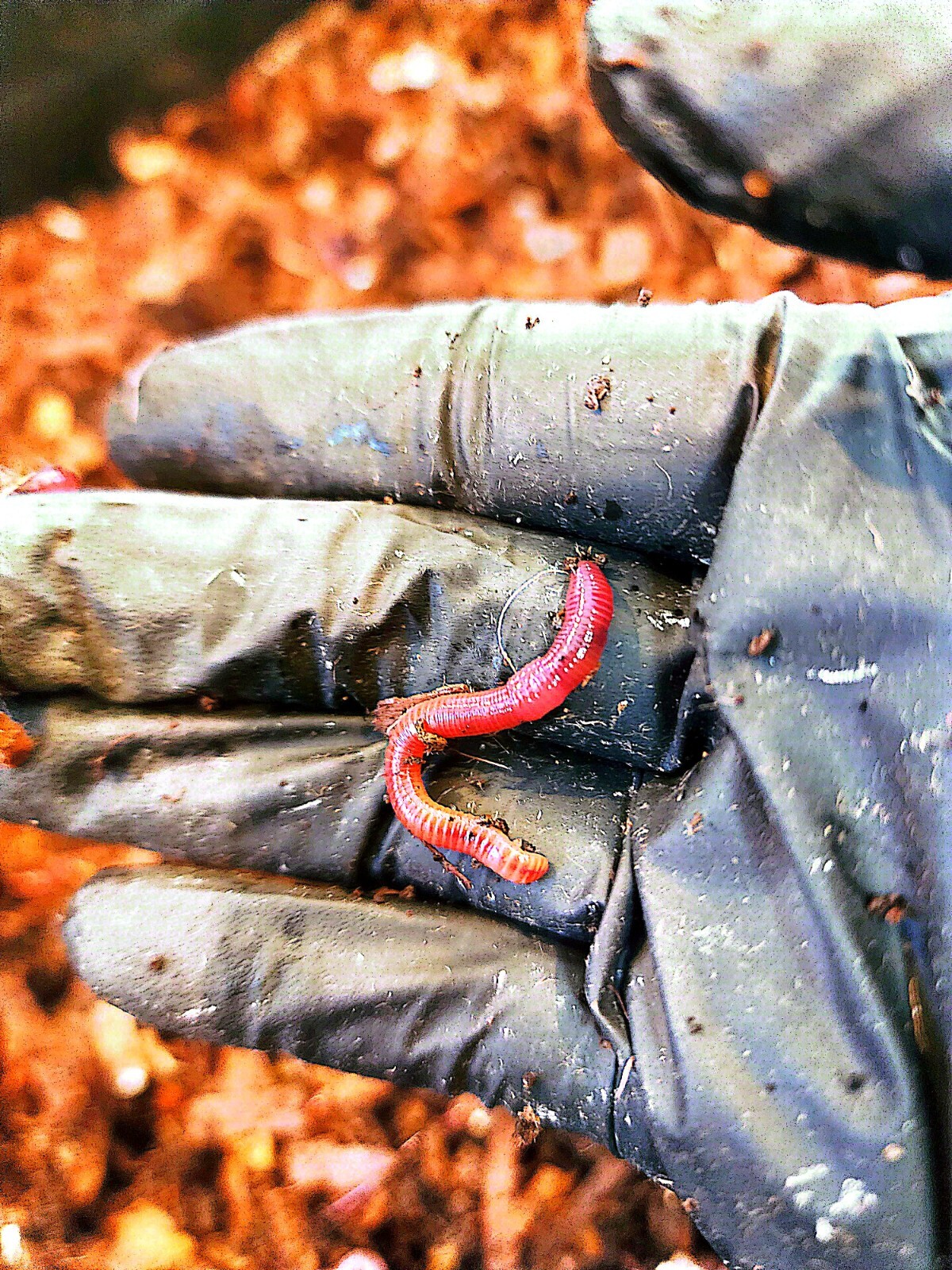1 Lbs PURE RED WIGGLER Compost Worm /FREE SHPG/Weather Determines SHPG