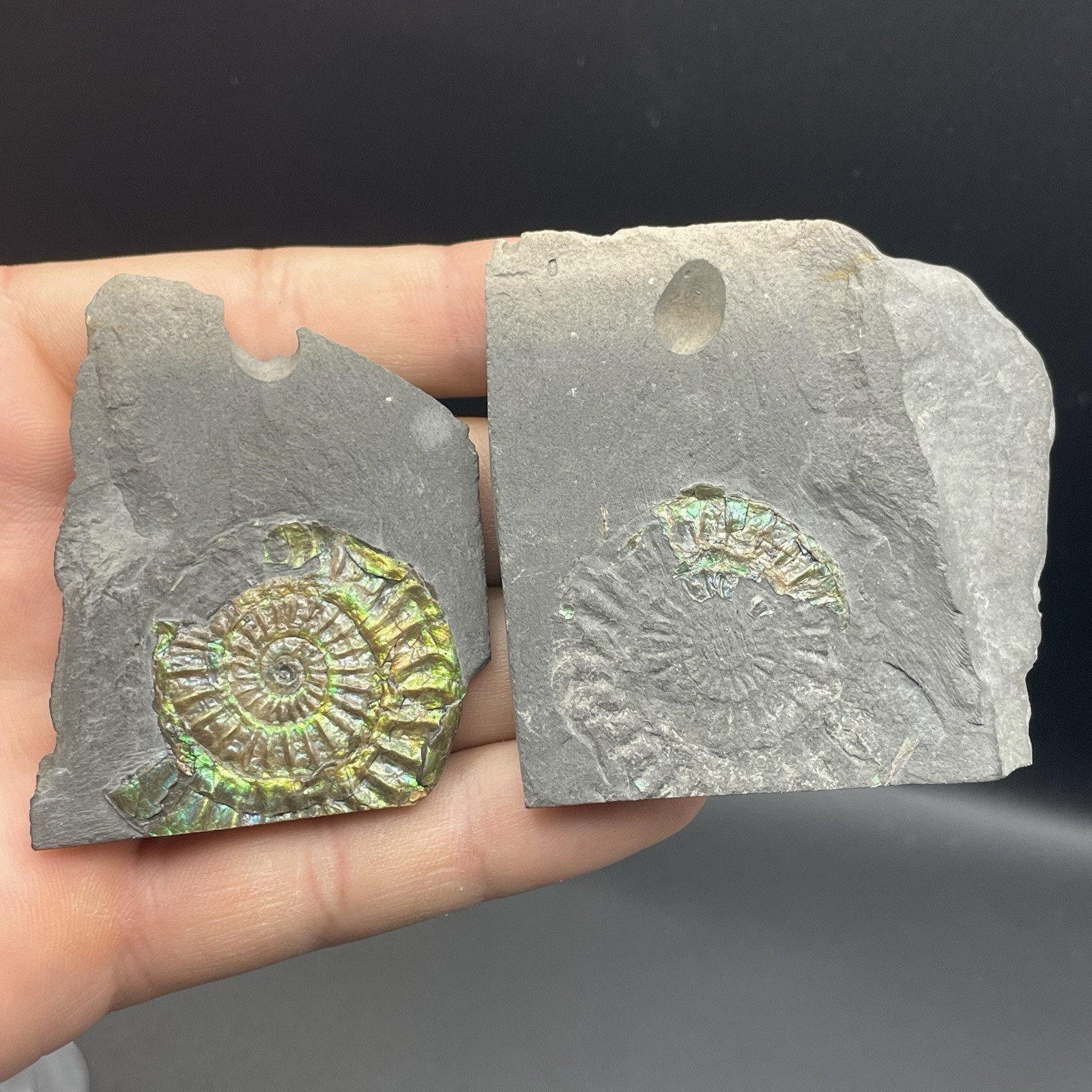 Ammonite Fossil Somerset UK Collector Quality Beautiful Green