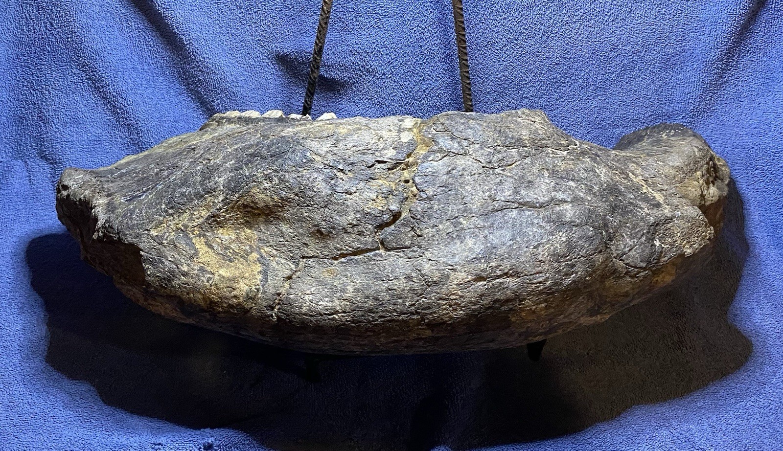 Stegodon Jaw Fossil, Lower Jaw, Indonesia Ice Age