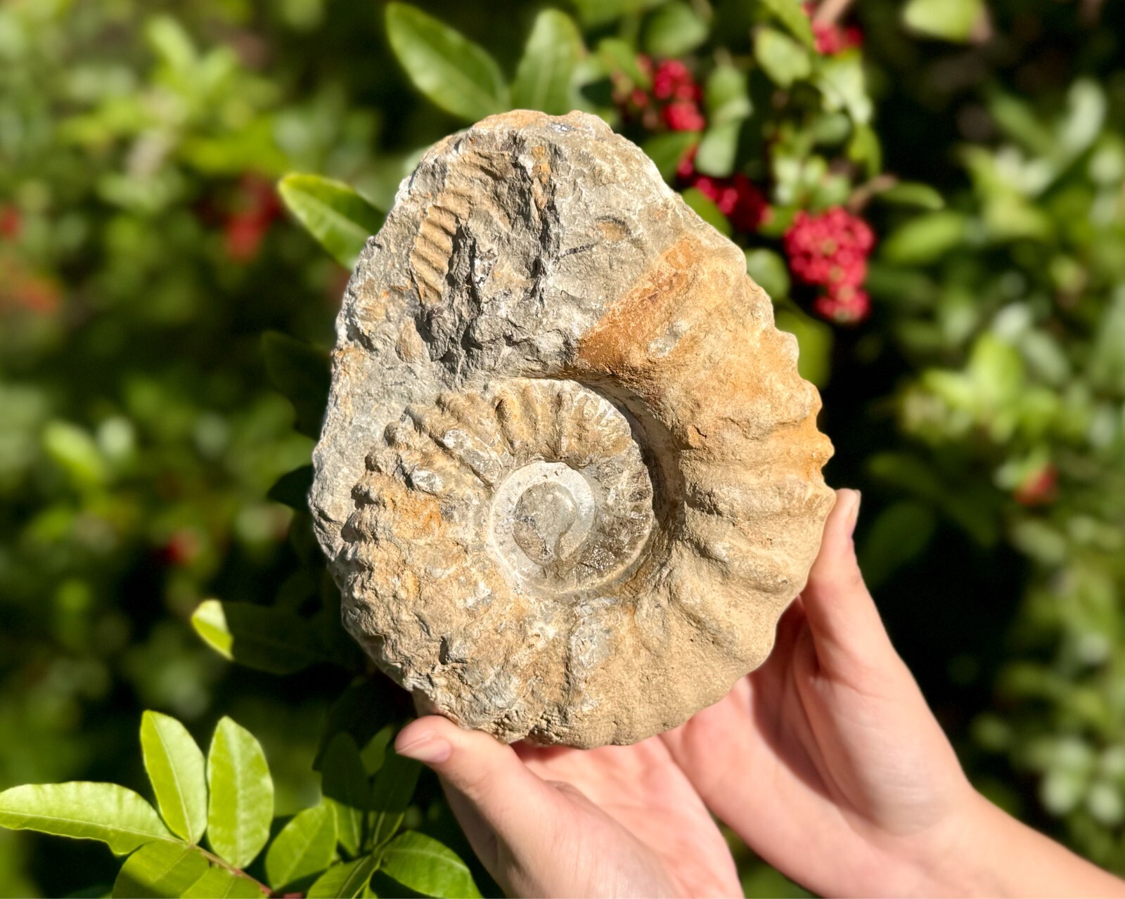 Jumbo Natural Ammonite Fossils From Morocco, 4 - 5" Raw Ammonite Specimens