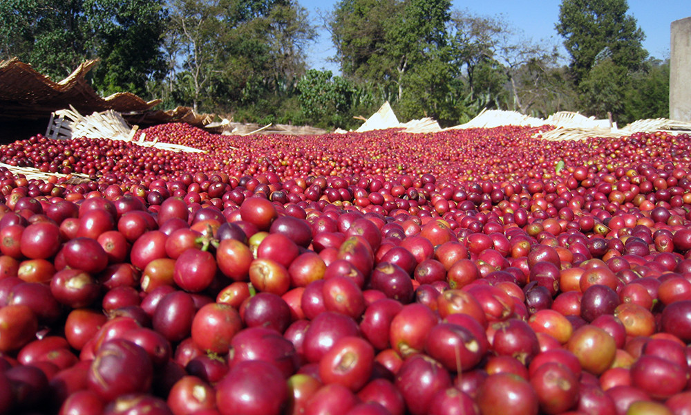 100% Jamaican Blue Mountain Coffee Beans Medium Roasted 1 Pound Bag