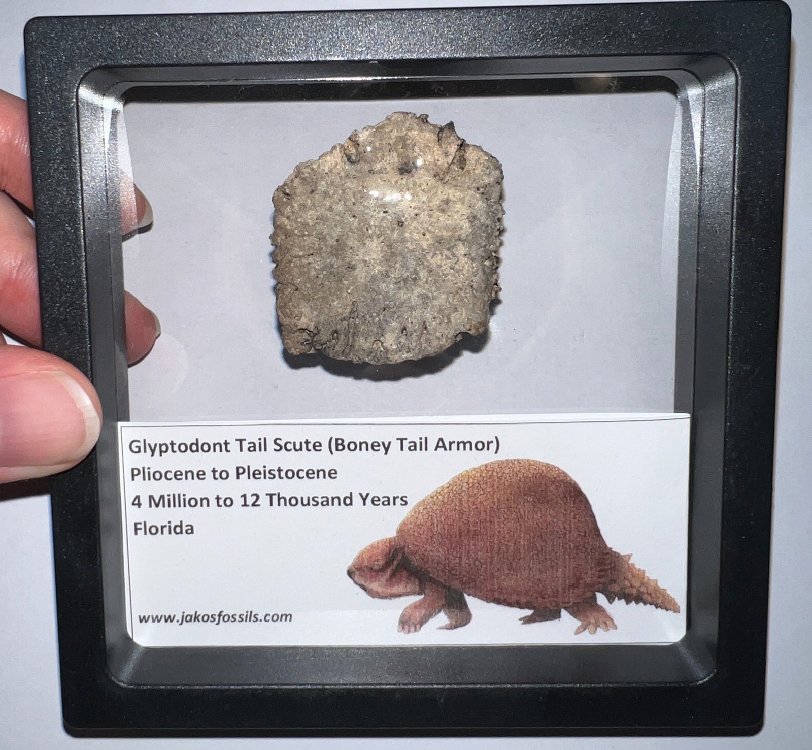Framed RARE Ice Age Fossil GLYPTODONT Tail Scute Bone Armor Lot! ONE PER ORDER!