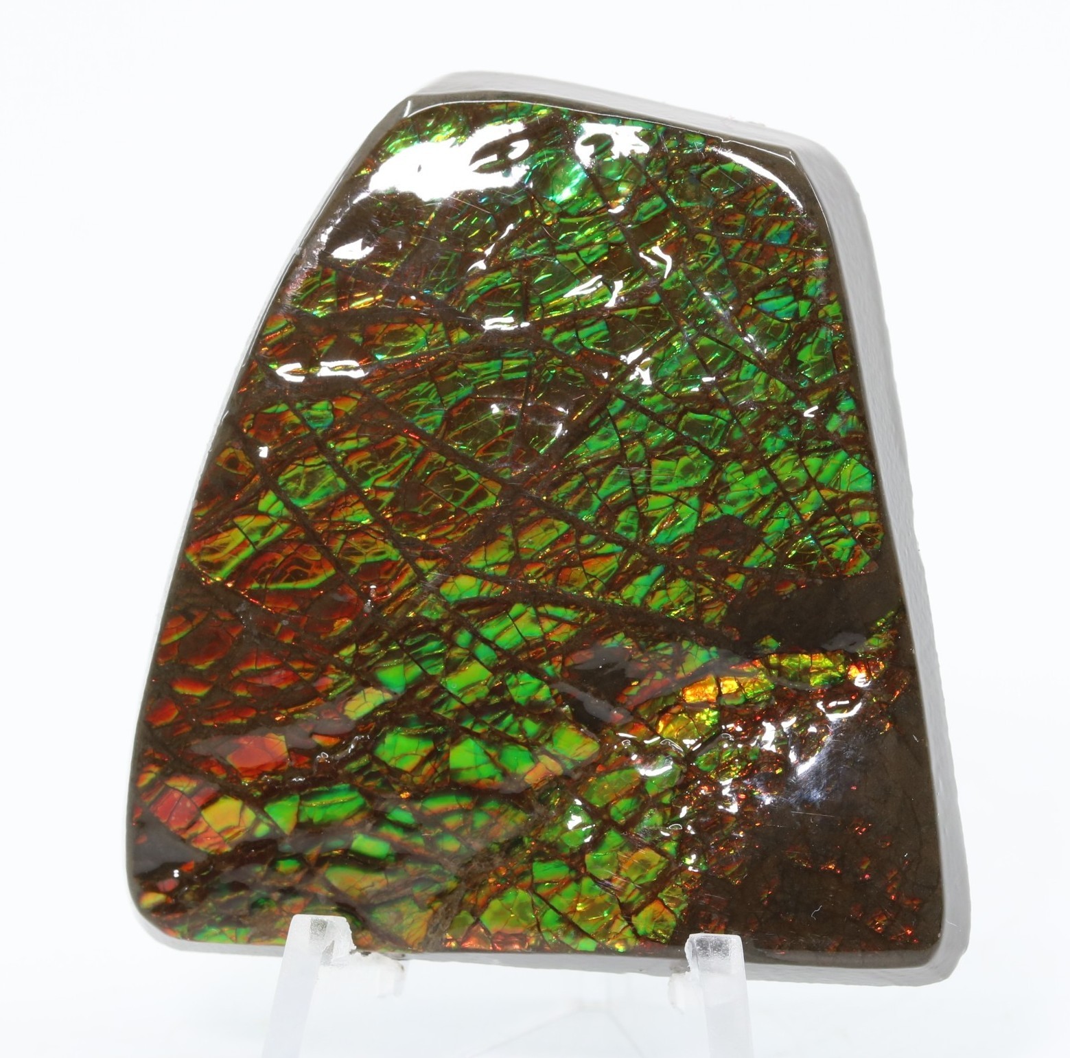 Korite Ammolite Fossil Ammonite 1.99" 50.5mm Bearpaw Fm. Alberta Canada COA 7323