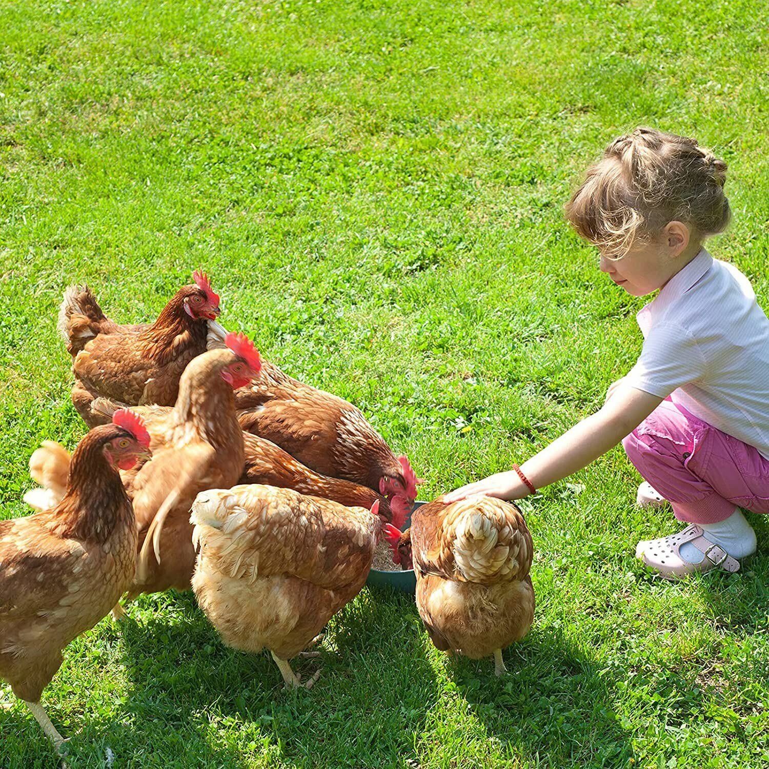 11/22/33/44/55lb Dried Black Soldier Fly Larvae Mealworms for Reptiles & Chicken