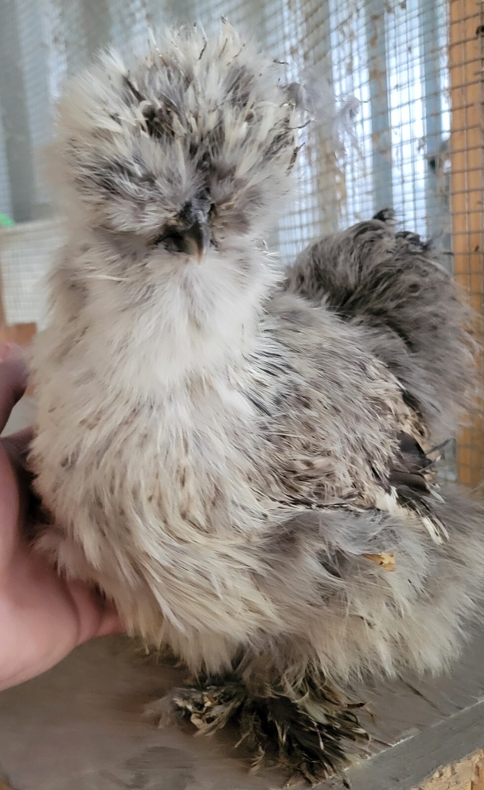 (6) Show Quality Silkie Bearded & Crested Fertile Hatching Eggs, Shipped in Foam