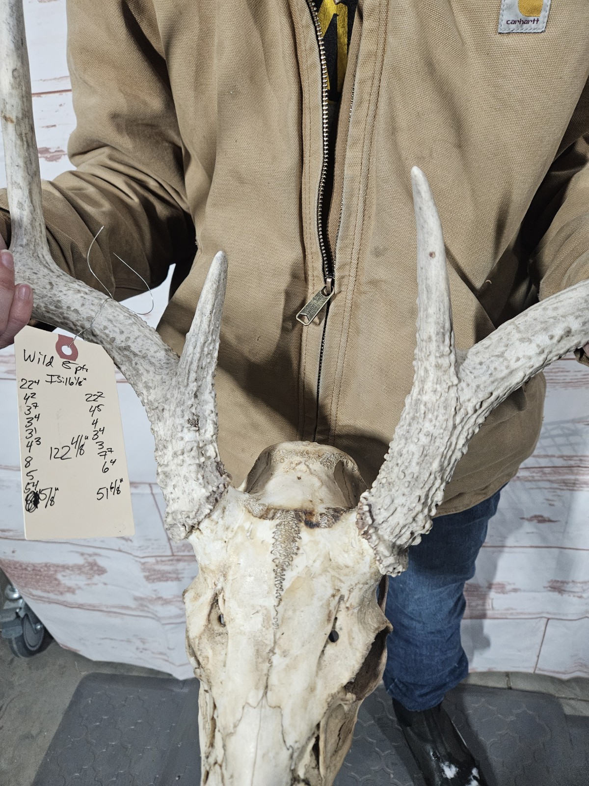 Wild 8 Point Whitetail Deer Antler Rack Horn European Skull Mount Man Cave 122"