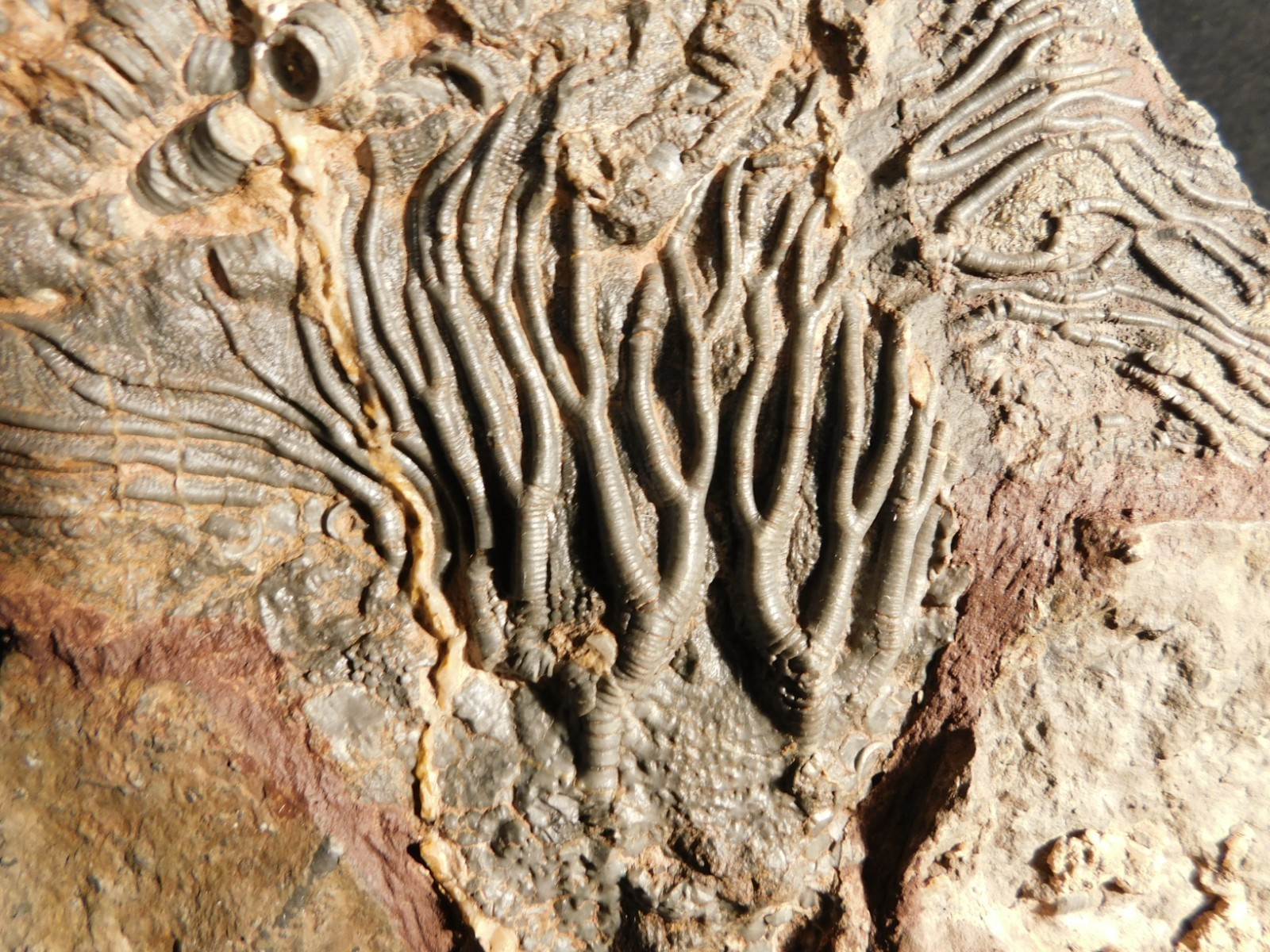 wOw! BIG! 430 Million Year Old! CRINOID Fossil or Sea LILY Fossil Morocco 1144gr