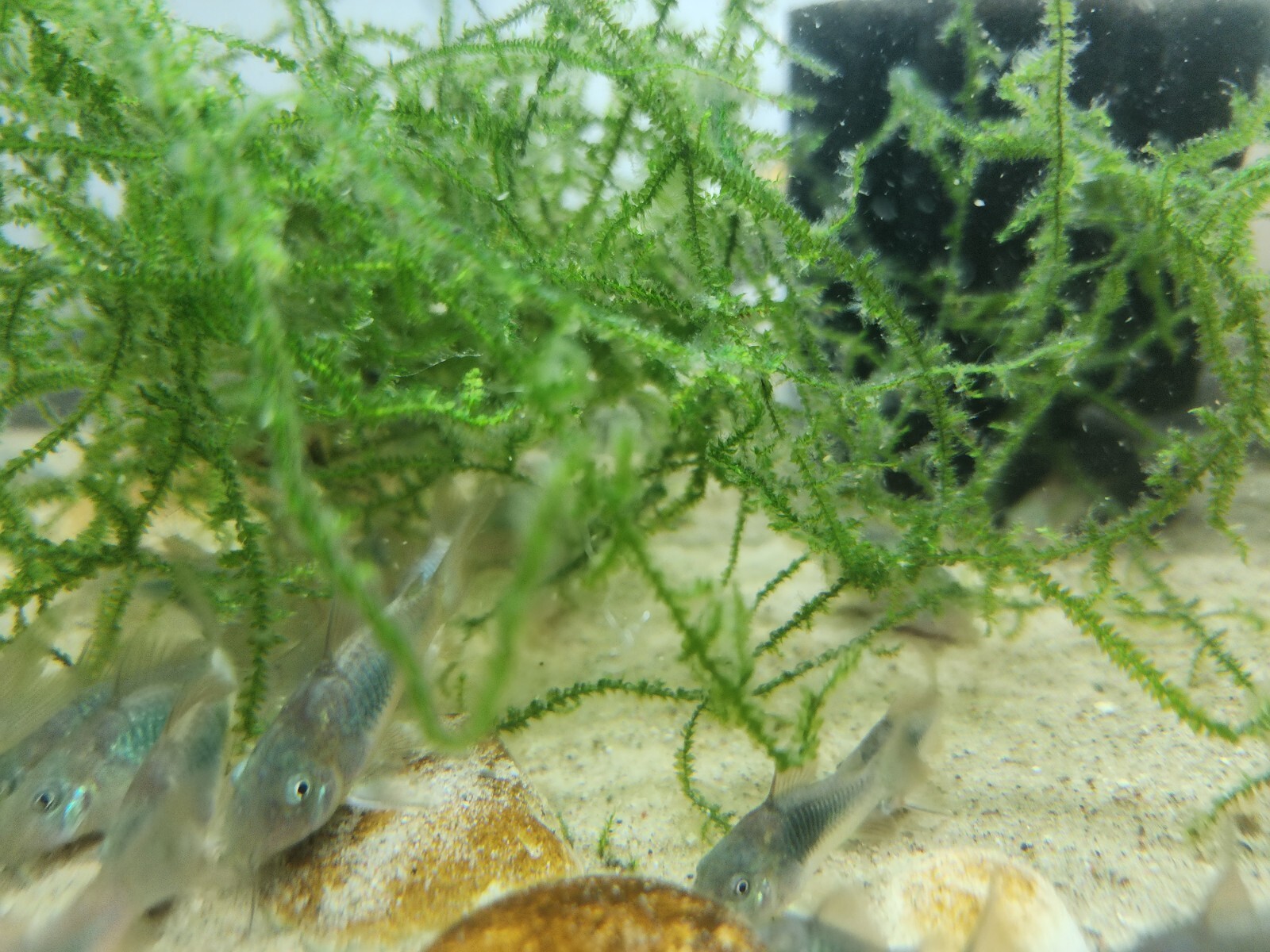 Group of Green Emerald Corydoras free 2 day shiping