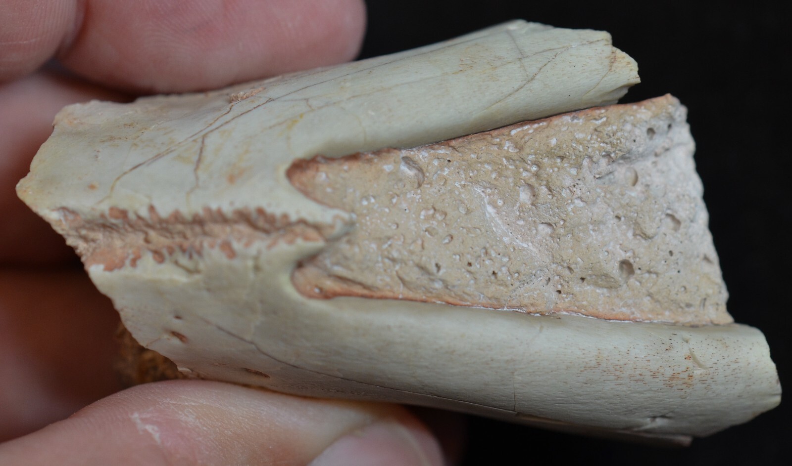 Juvenile Oreodont Jaw In Matrix Merycoidodon Fossil Badlands SD Oligo. O1554