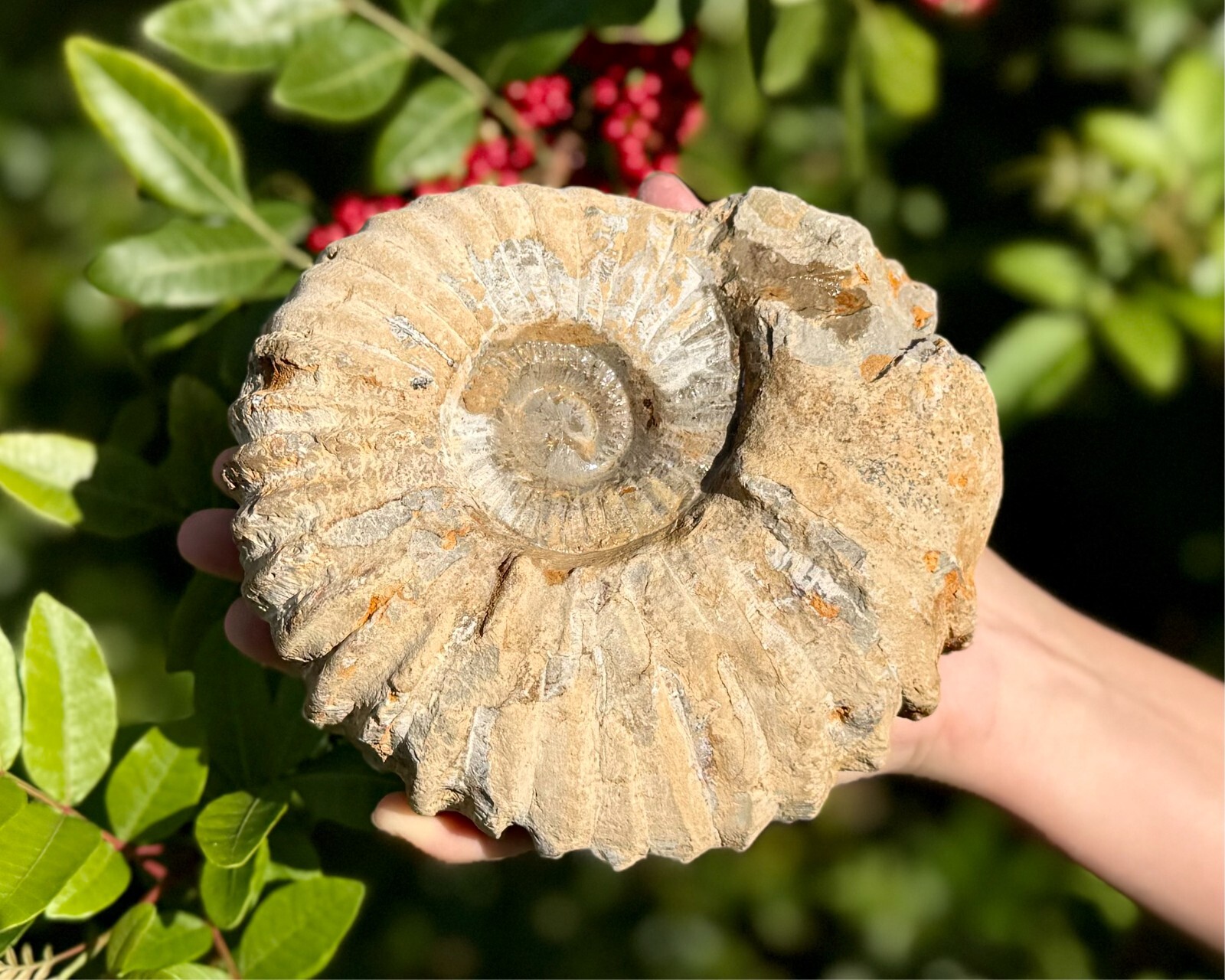 Jumbo Natural Ammonite Fossils From Morocco, 6 - 8" Raw Ammonite Specimens