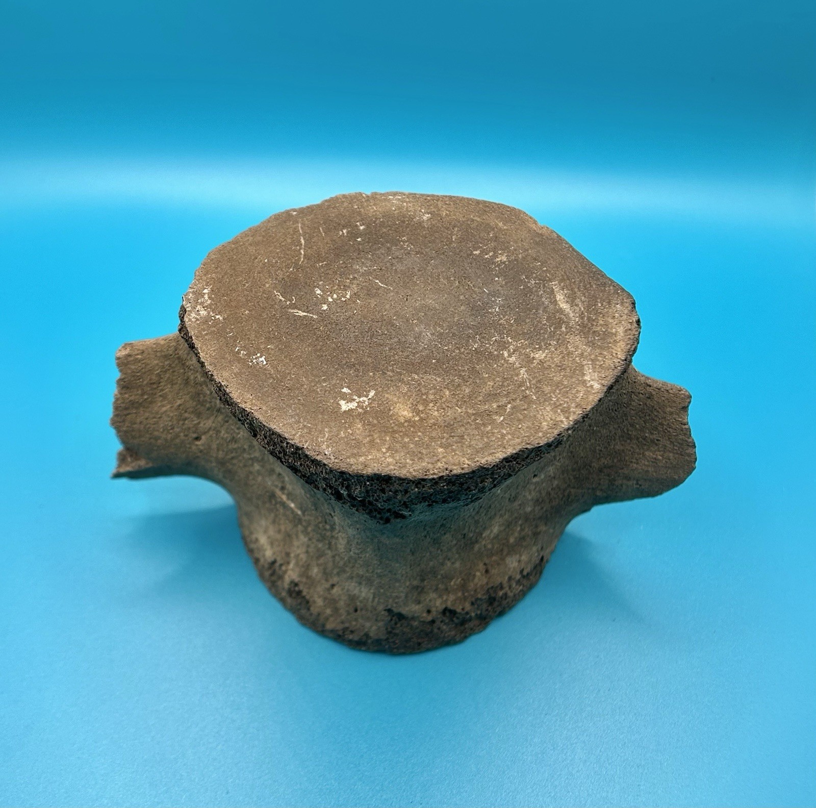 Fossil Cetacean Vertebra – Whale or Dolphin – Peace River, Florida