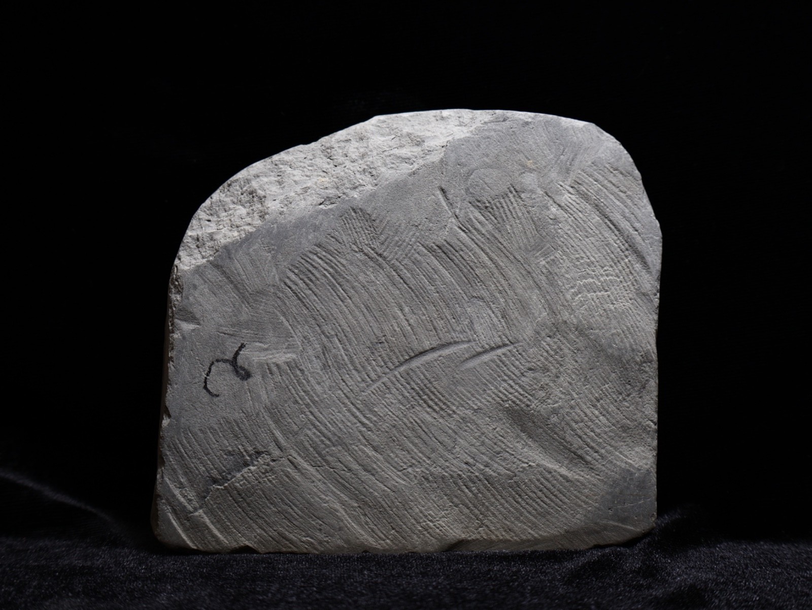 Big Abrotocrinus unicus Fossil Crinoid, Crawfordsville, Indiana
