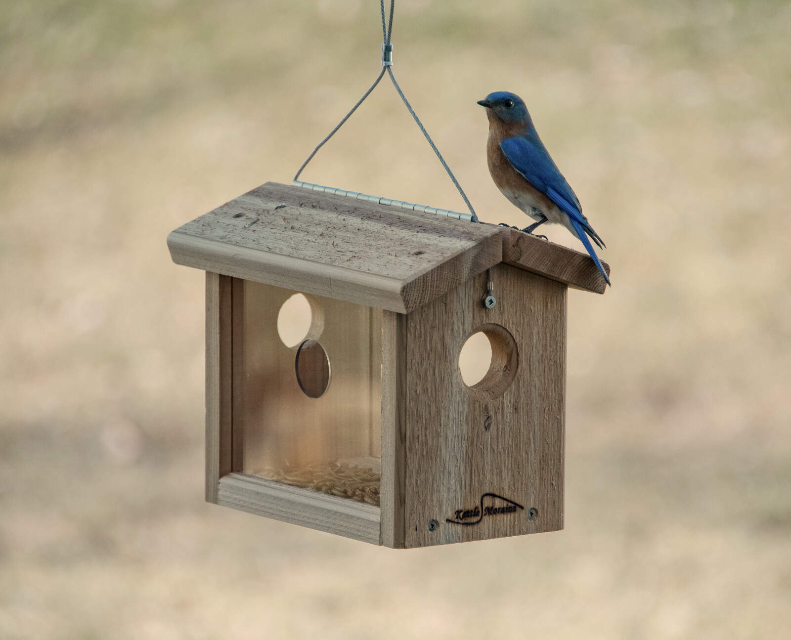 Kettle Moraine Hanging Cedar Bluebird Mealworm Feeder #8515 Offer Mealworms
