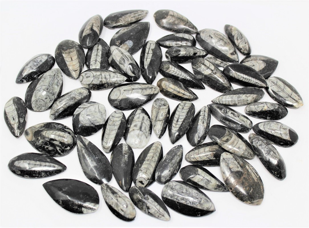 1 x Orthoceras Fossil, Fossilized Ancient Cephalopod (465+ Million Years Old)