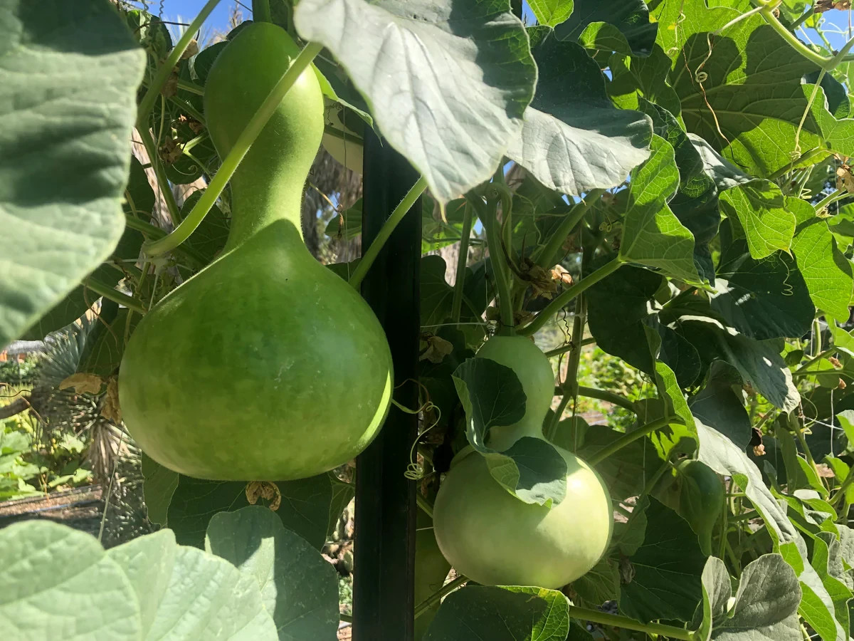 Birdhouse Bottle Gourd Seeds, NON-GMO, Calabash, Ornamental, FREE SHIPPING