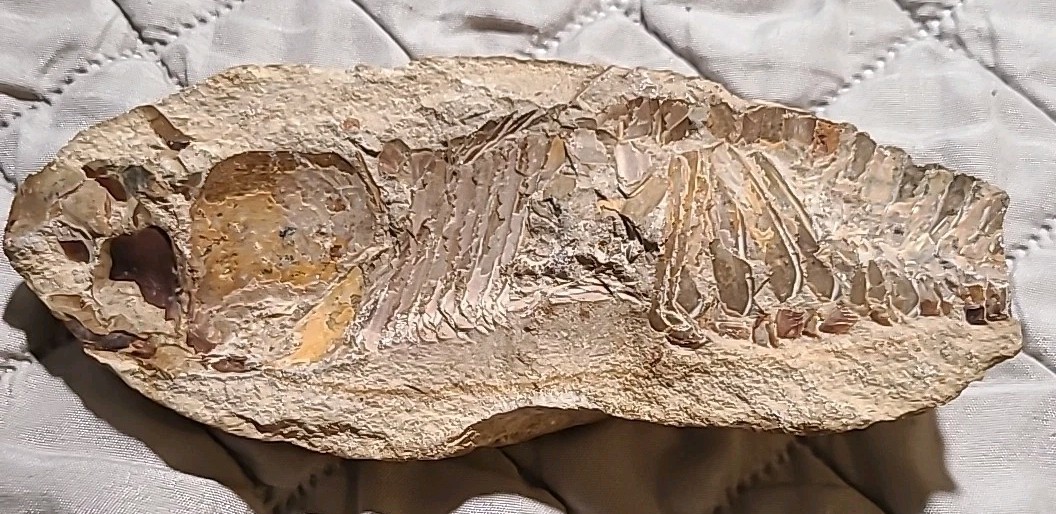 Rare living fish fossil specimen, the scale texture is clearly visible