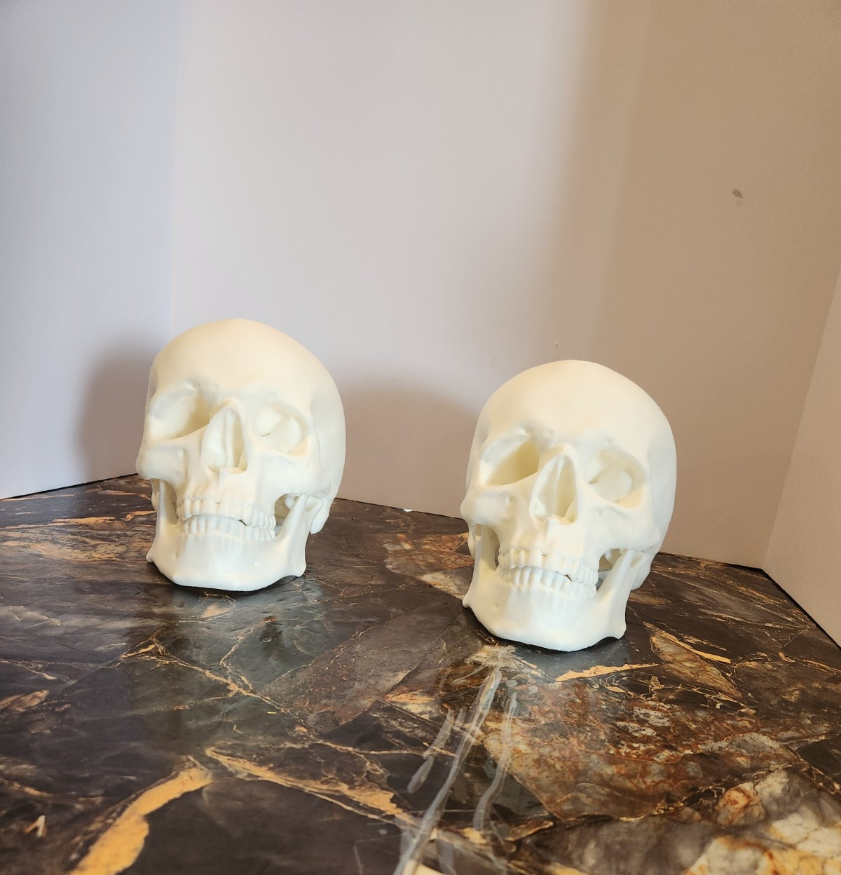 Human Skull Replica - 1:1 Medical Scan Anatomical-Study Gem