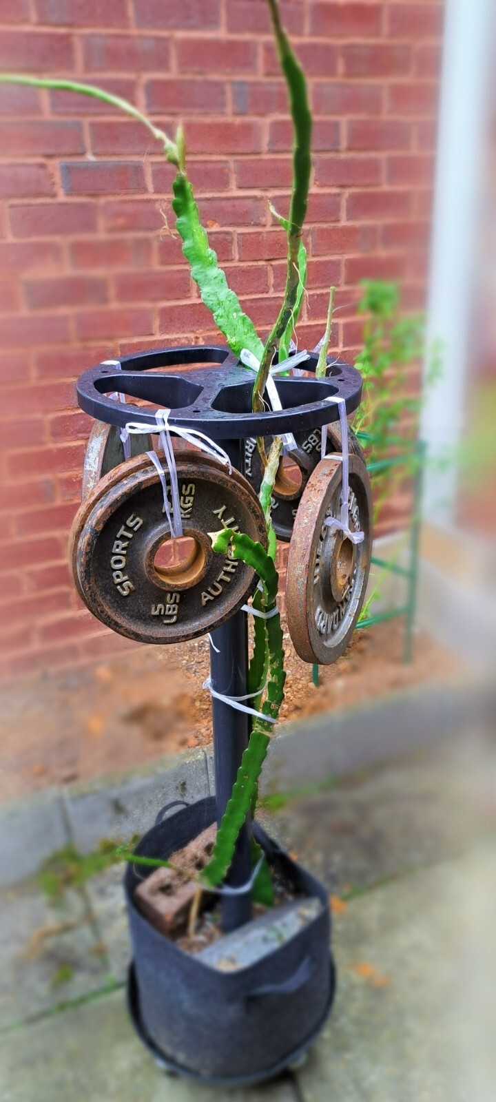 DRAGON TOWER 12 Inch Dragon Fruit Trellis Plant Support