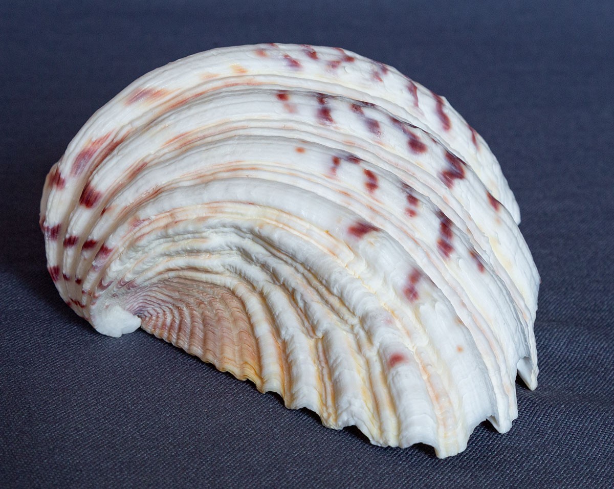 TRIDACNA GIGAS Clam Shell HALF 6" x 4" BEAR PAW Nice Marking