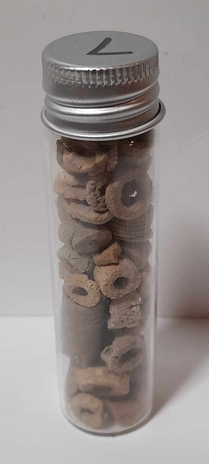 Lot of Crinoid Fossils in Jar 3" Tall