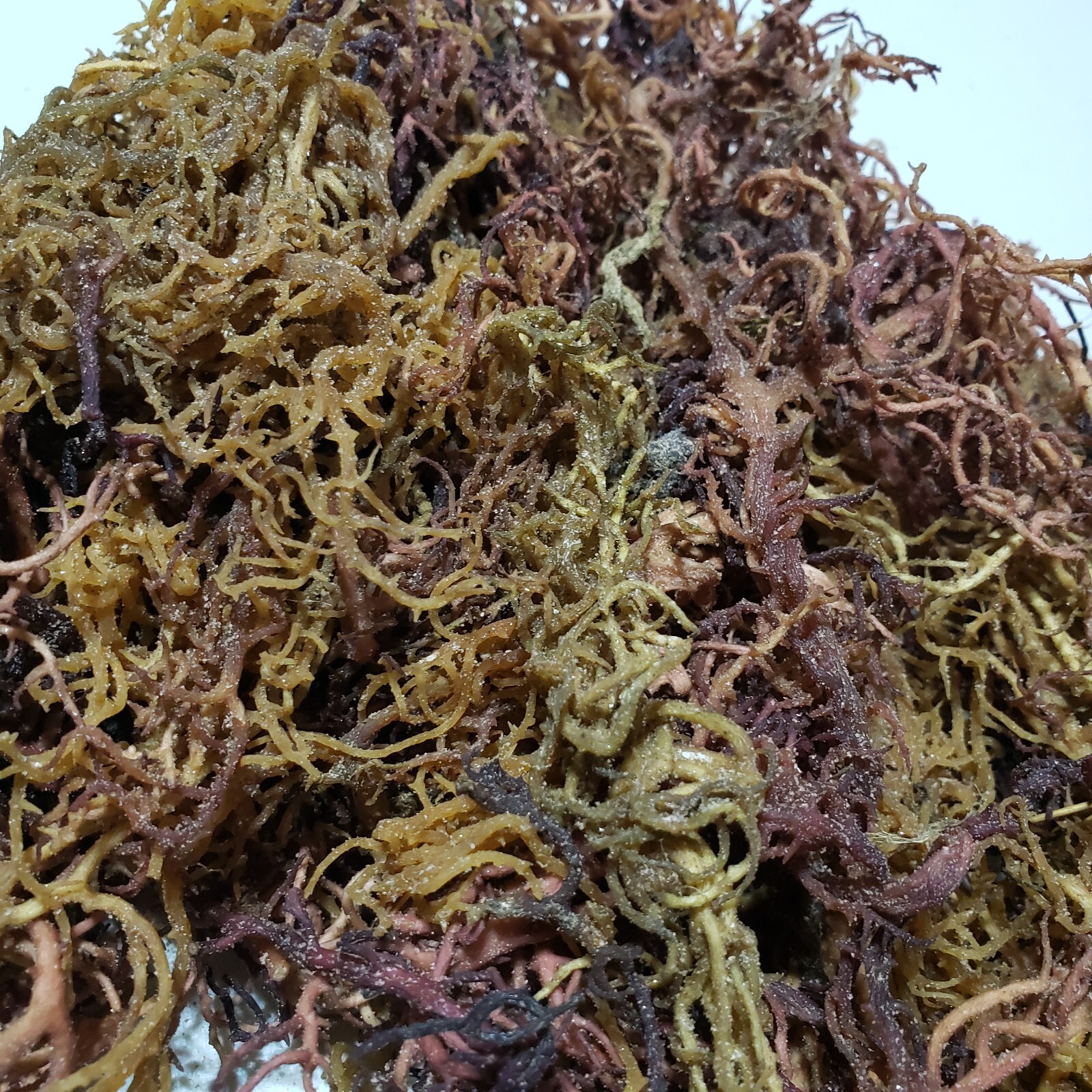 Organic Purple Irish Sea Moss I Wild Crafted Superfood I Raw Sun dried Seamoss