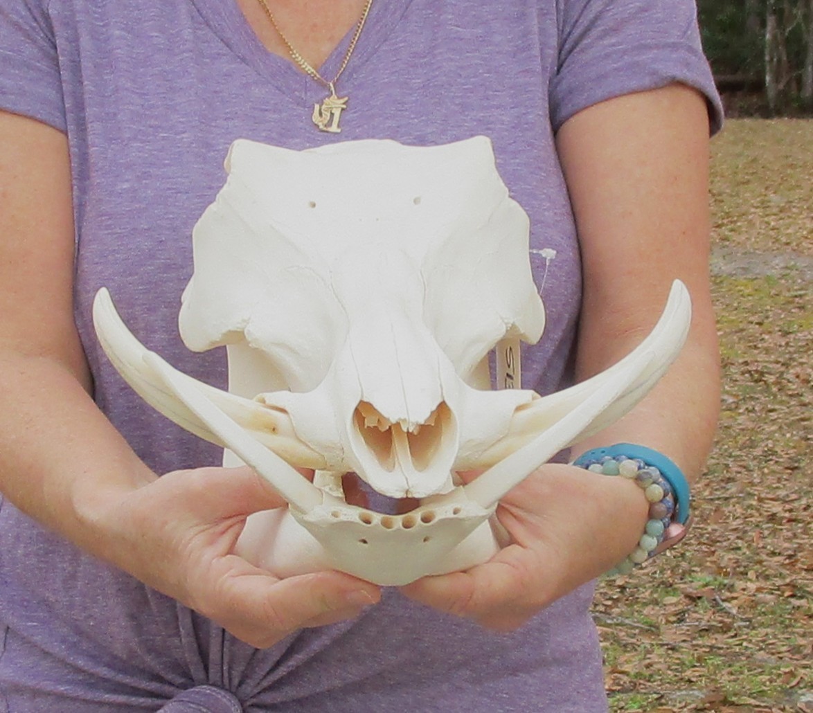 Real South African Warthog Skull w/7 inch teeth taxidermy #51360