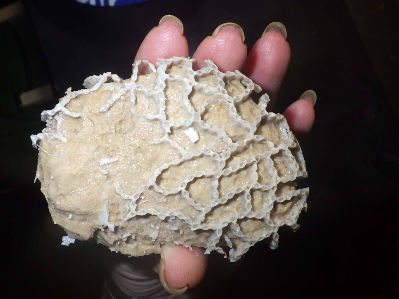 Chain Coral Halysite