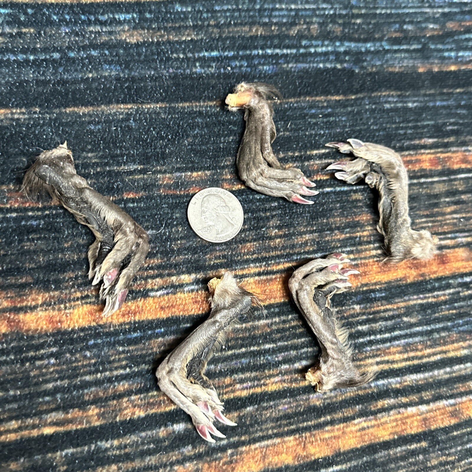 5 Real tanned Muskrat Back Feet Cured Taxidermy Mount Repair Arts Craft Witch