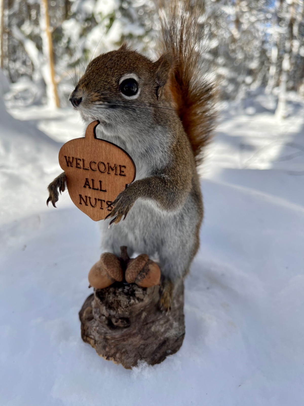 Red Squirrel Taxidermy, Squirrel Taxidermy, Pine Squirrel, Adirondacks, Gift!