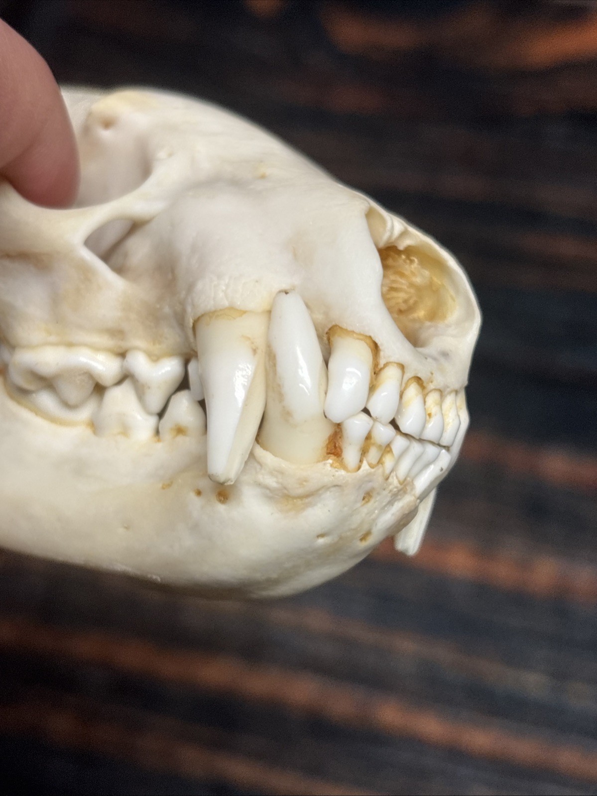 Real XL Badger Skull Unique Gift Halloween Craft Animal Mount Art Model Head Odd