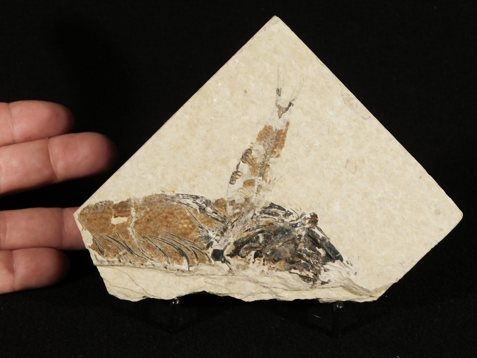 TWO! 100% Natural Knightia FISH Fossils From Wyoming! 282gr