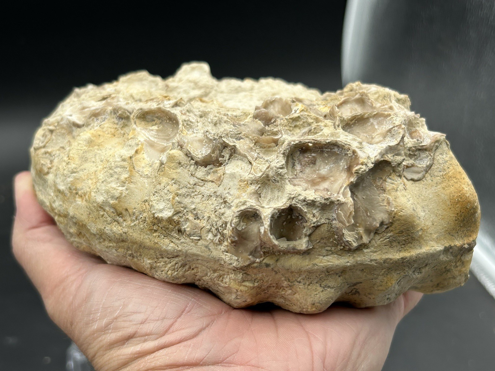 SUPERB 7.5” Cretaceous Mortoniceras Sp.Texas Fossil Ammonite!CRAZY Oyster Party!