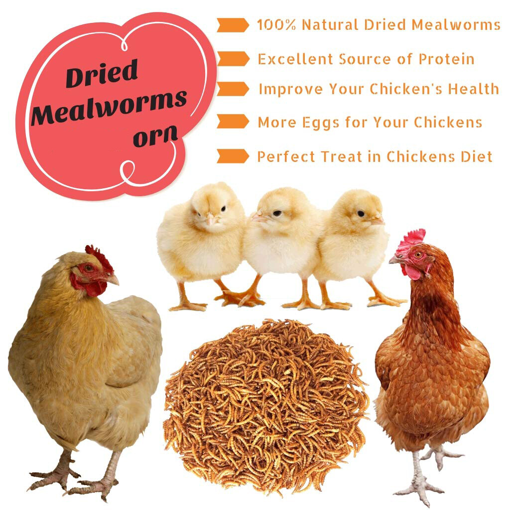 Wholesale Bulk Dried Mealworms for Wild Birds Food Blue Bird Chickens Hen Treats